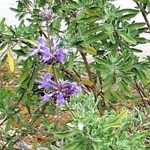 Image of Salvia 'Allen Chickering'